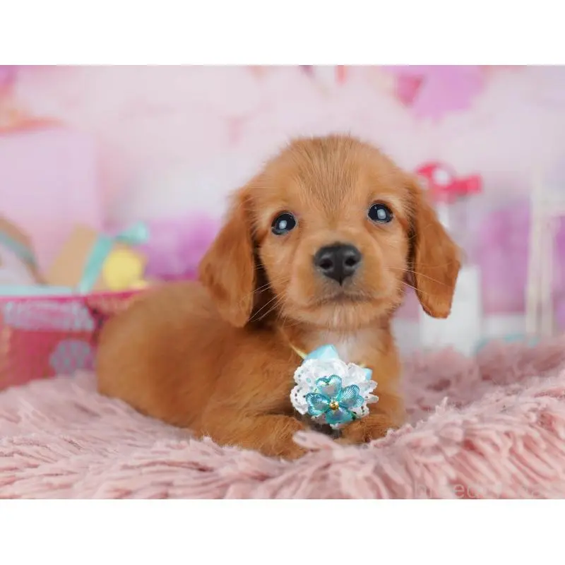 販売中の東京都のミニチュアダックスフンド(ロングヘアード)-456035の4枚目