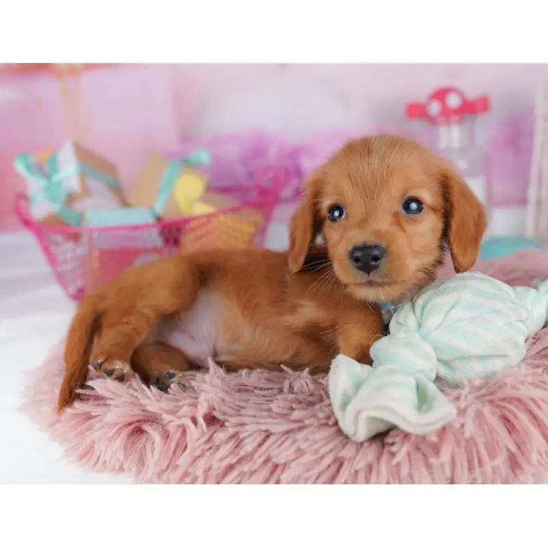 販売中の東京都のミニチュアダックスフンド(ロングヘアード)-456035の3枚目