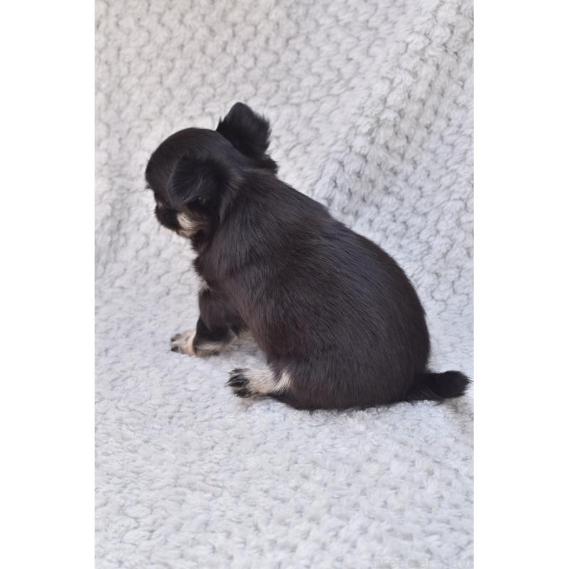 販売中の高知県のチワワ(ロングコート)-455501の3枚目