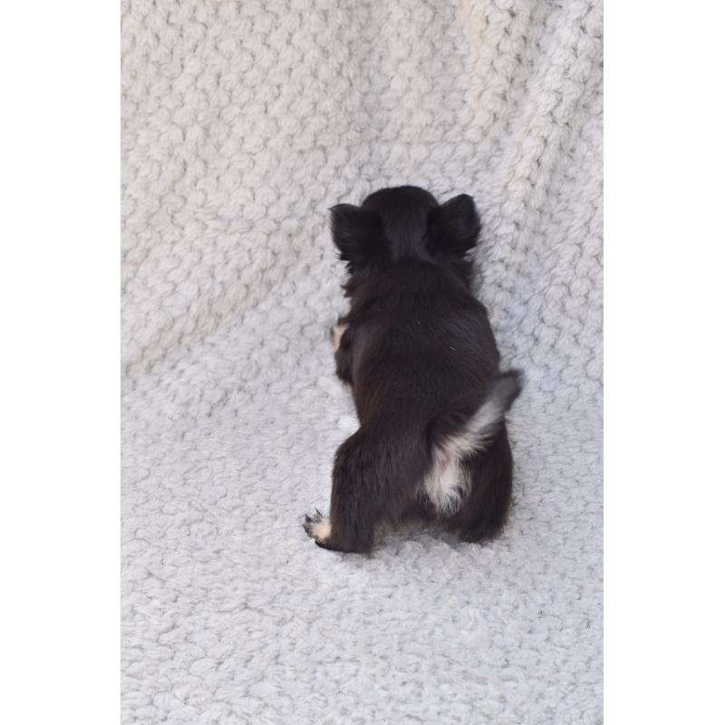 販売中の高知県のチワワ(ロングコート)-455501の2枚目