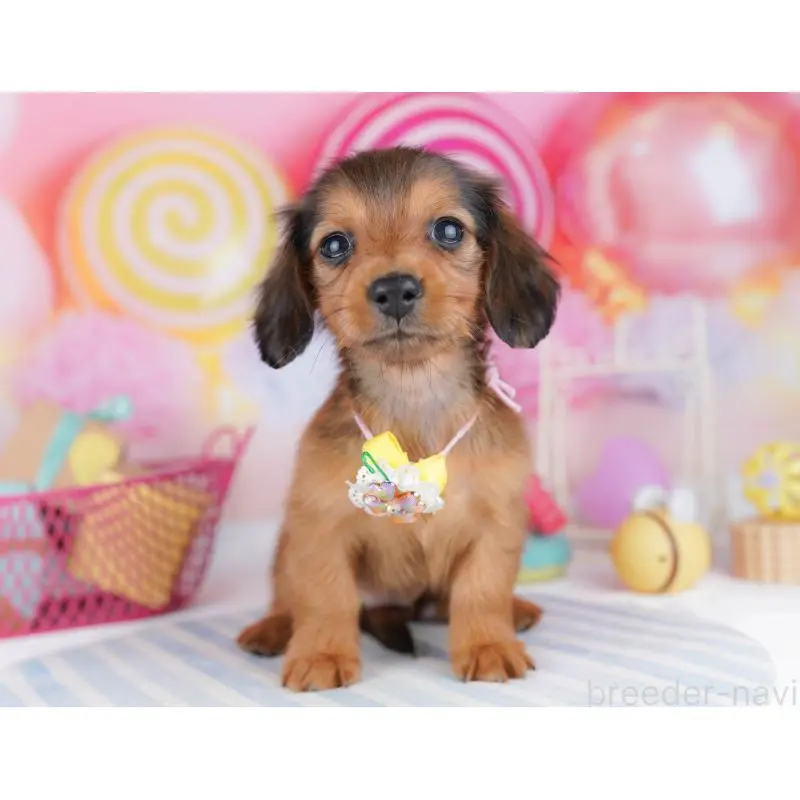 販売中の東京都のミニチュアダックスフンド(ロングヘアード)-456037の5枚目