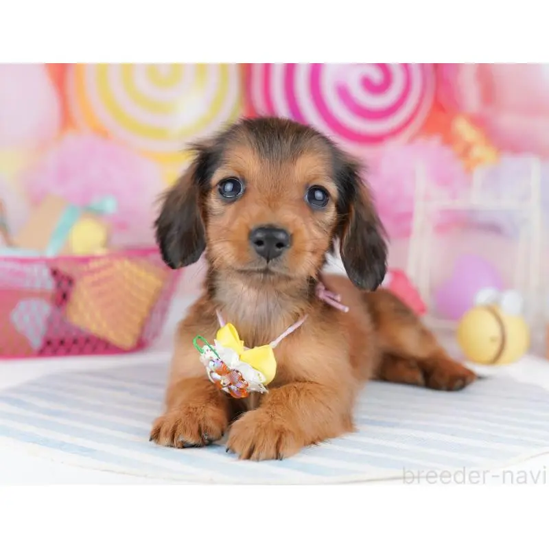 販売中の東京都のミニチュアダックスフンド(ロングヘアード)-456037の4枚目