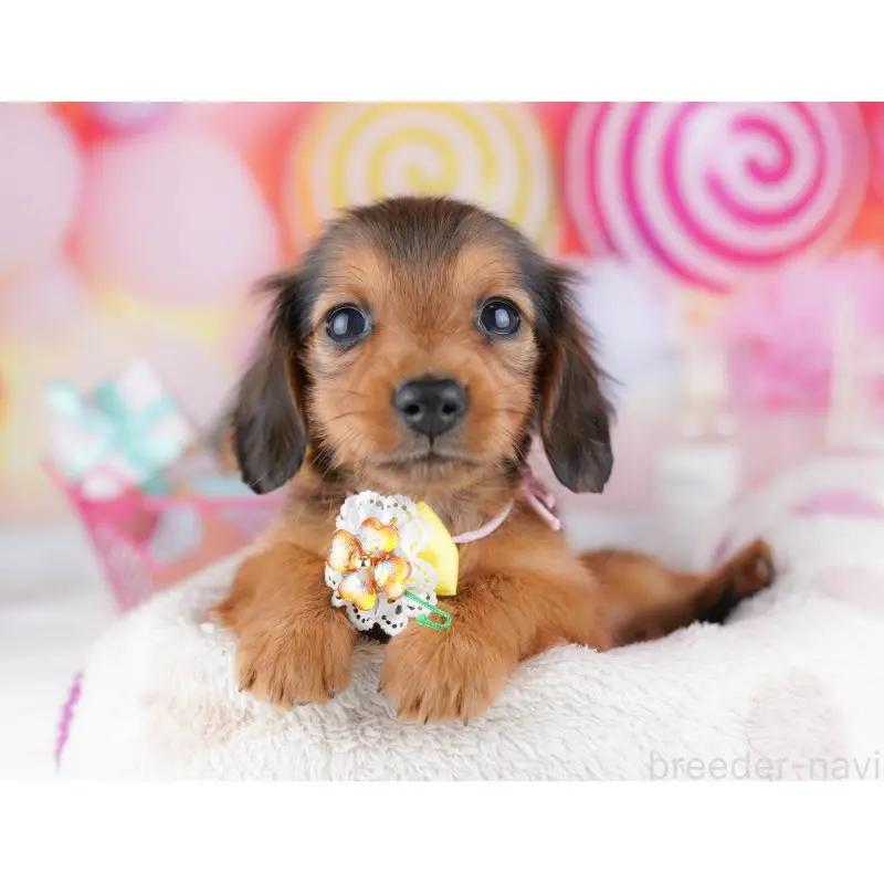 販売中の東京都のミニチュアダックスフンド(ロングヘアード)-456037の3枚目