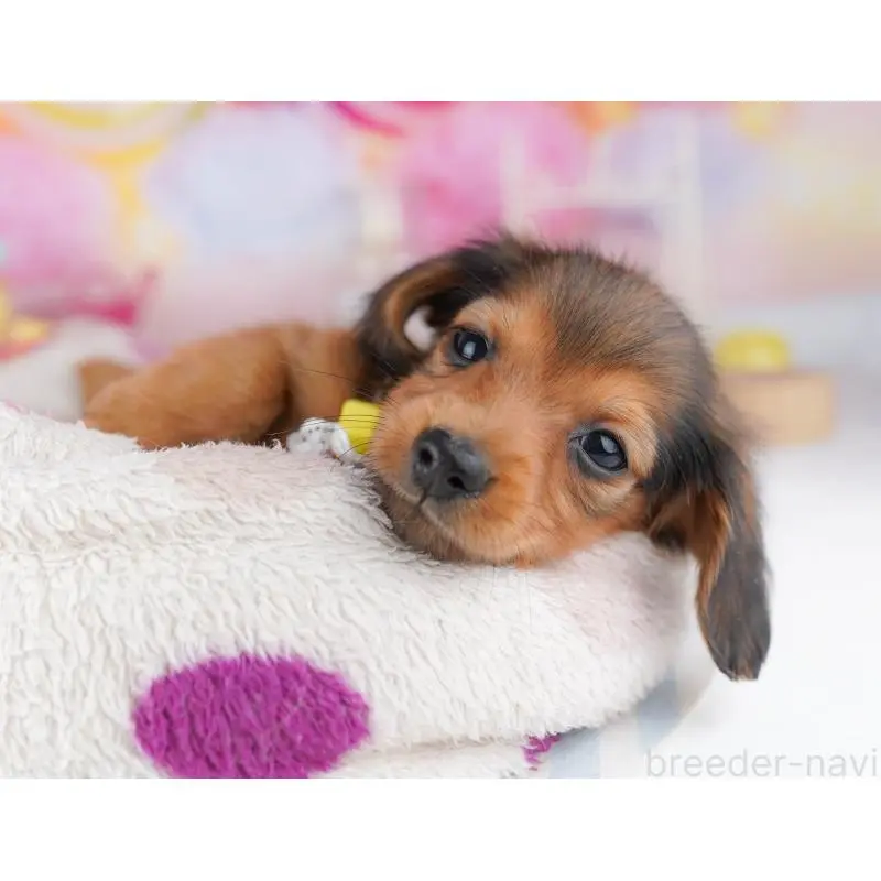 販売中の東京都のミニチュアダックスフンド(ロングヘアード)-456037の2枚目