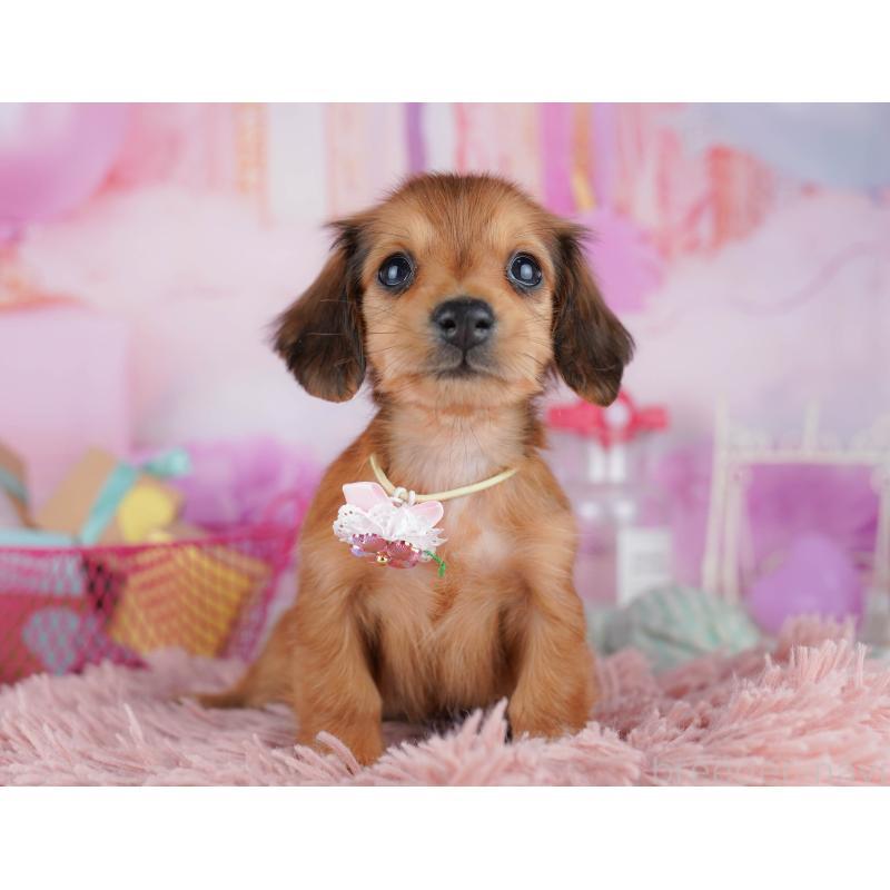 ♀︎ミニチュアダックスフンド(ロングヘアード)