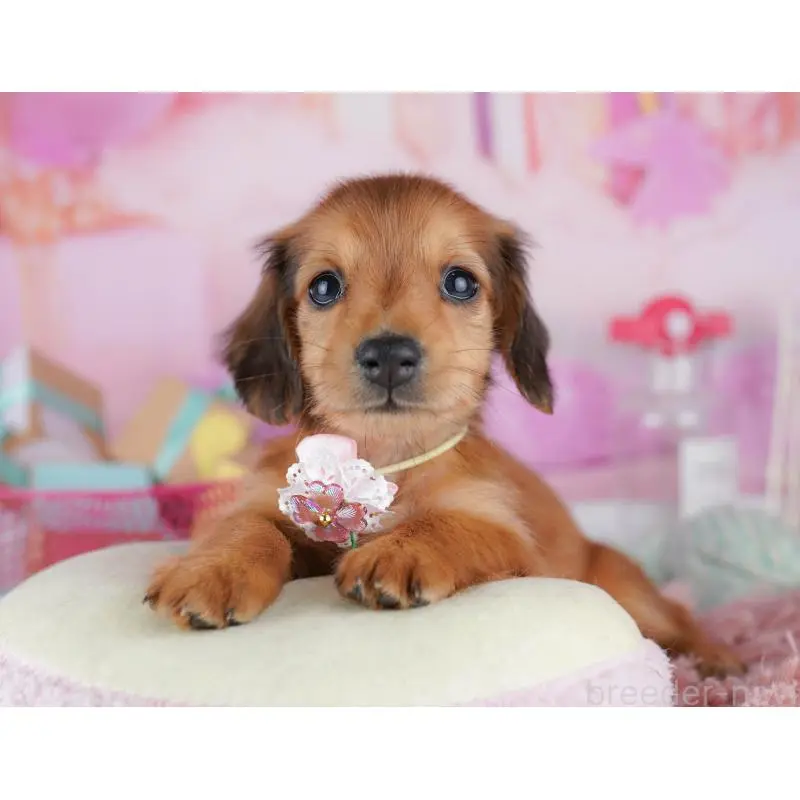 販売中の東京都のミニチュアダックスフンド(ロングヘアード)-456039の7枚目