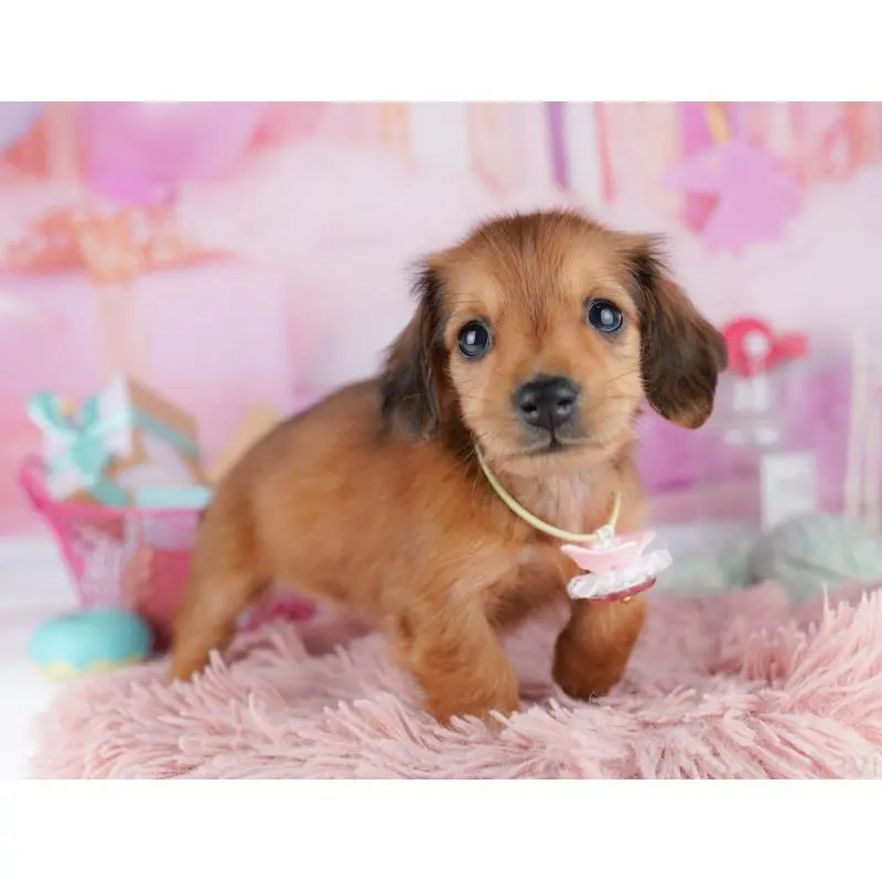 販売中の東京都のミニチュアダックスフンド(ロングヘアード)-456039の6枚目