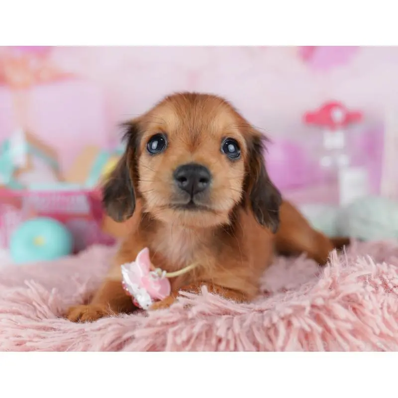 販売中の東京都のミニチュアダックスフンド(ロングヘアード)-456039の5枚目