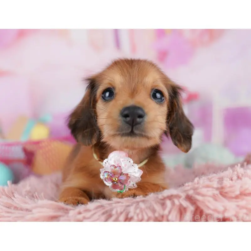 販売中の東京都のミニチュアダックスフンド(ロングヘアード)-456039の4枚目