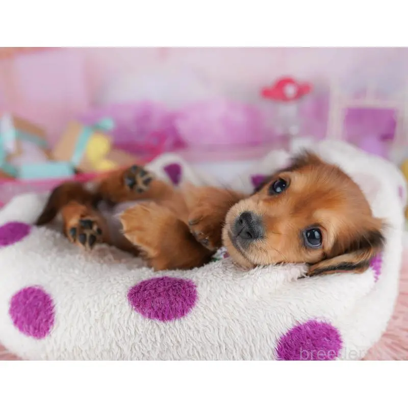 販売中の東京都のミニチュアダックスフンド(ロングヘアード)-456039の3枚目