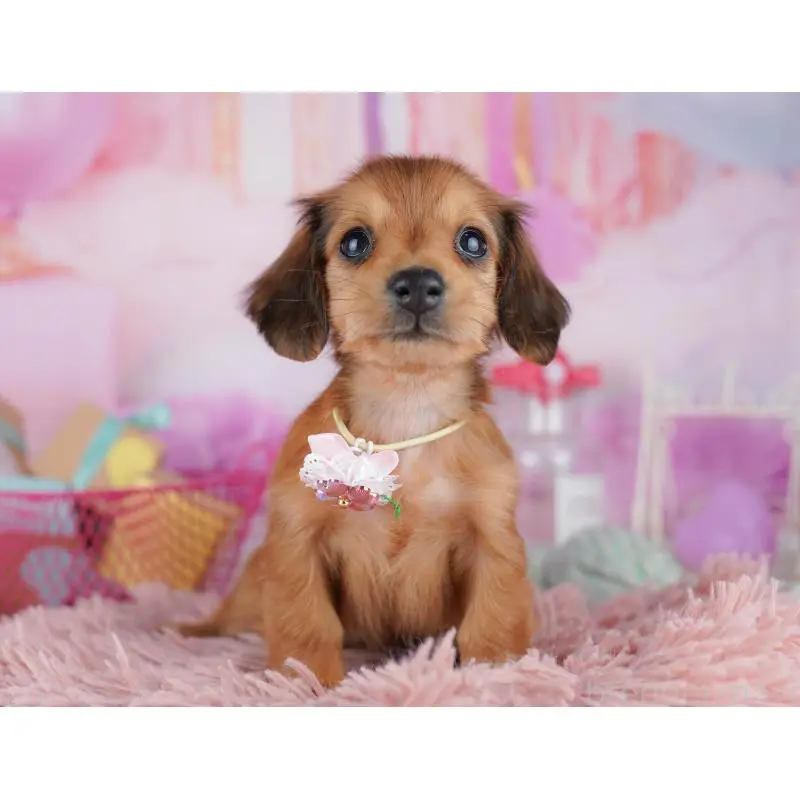 販売中の東京都のミニチュアダックスフンド(ロングヘアード)-456039の2枚目