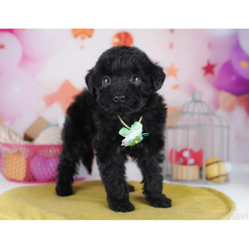 販売中の東京都のトイプードル-456045の7枚目