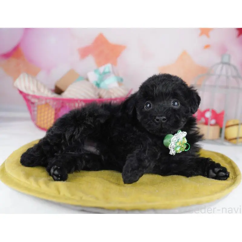 販売中の東京都のトイプードル-456045の4枚目