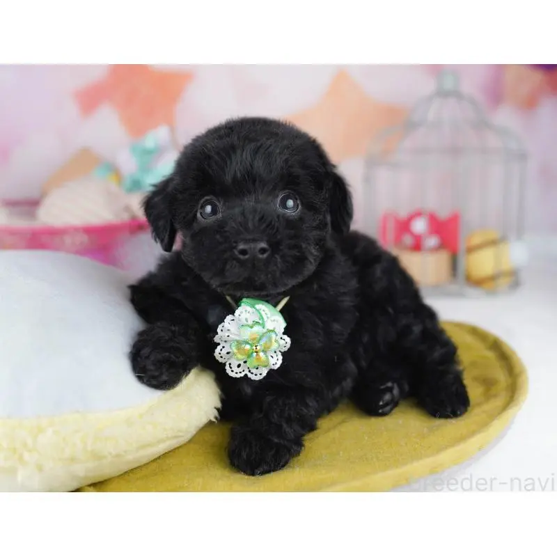 販売中の東京都のトイプードル-456045の5枚目