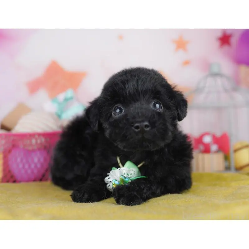 販売中の東京都のトイプードル-456045の3枚目