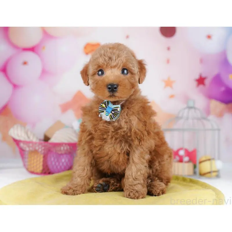 販売中の東京都のトイプードル-456048の8枚目