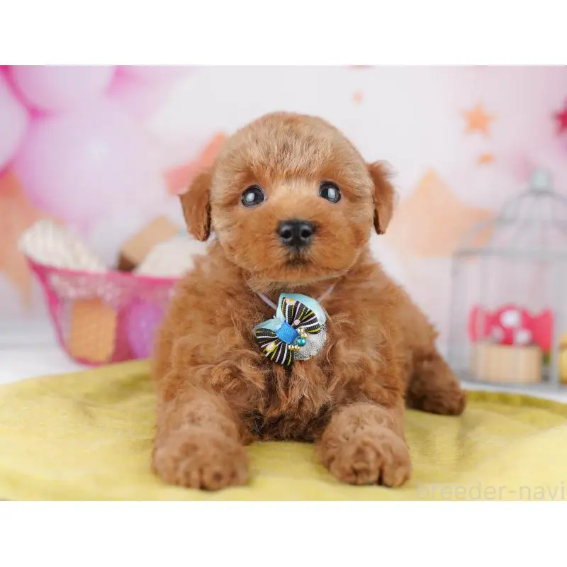 販売中の東京都のトイプードル-456048の6枚目