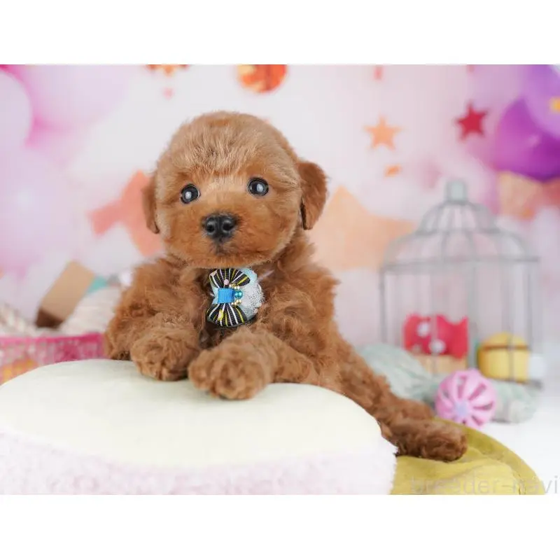 販売中の東京都のトイプードル-456048の3枚目