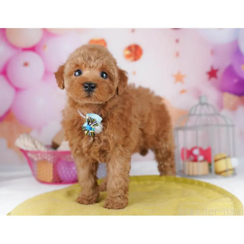 販売中の東京都のトイプードル-456048の2枚目