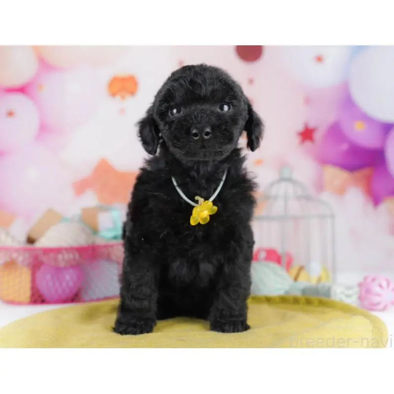 販売中の東京都のトイプードル-456049の8枚目