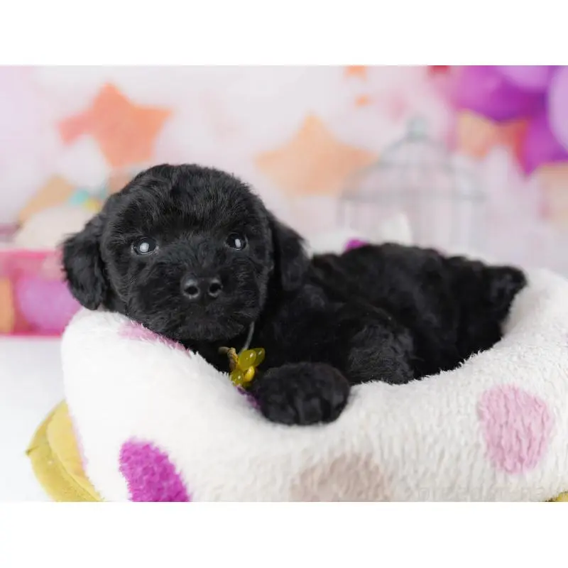 販売中の東京都のトイプードル-456049の7枚目