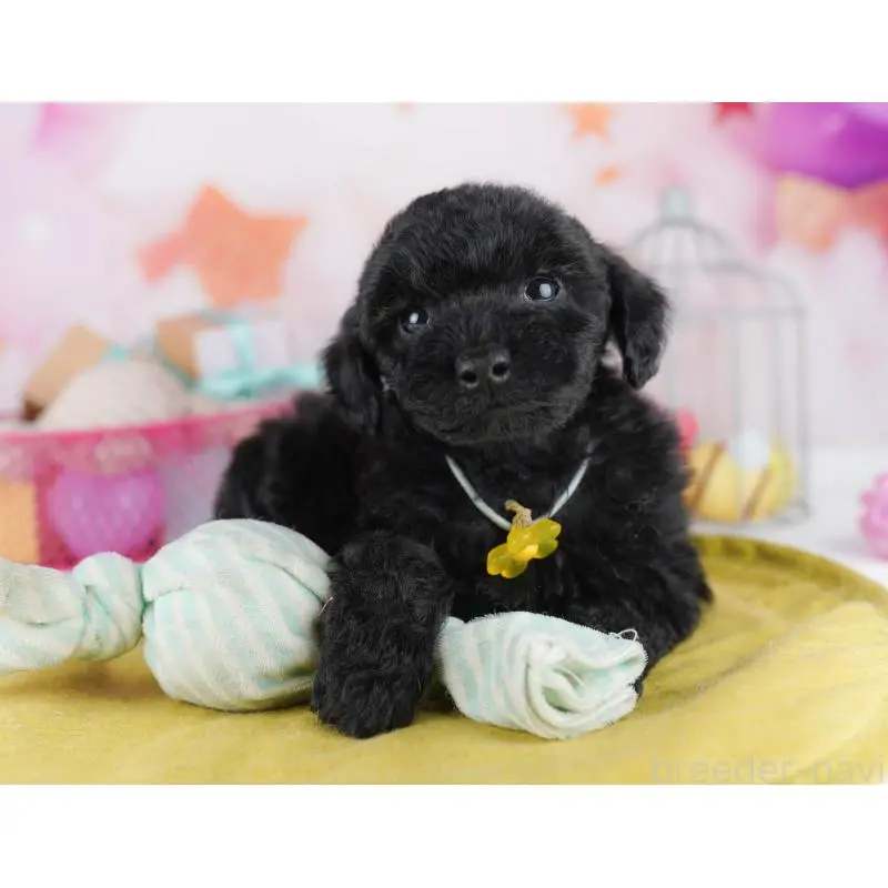 販売中の東京都のトイプードル-456049の6枚目