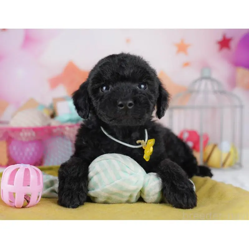 販売中の東京都のトイプードル-456049の4枚目