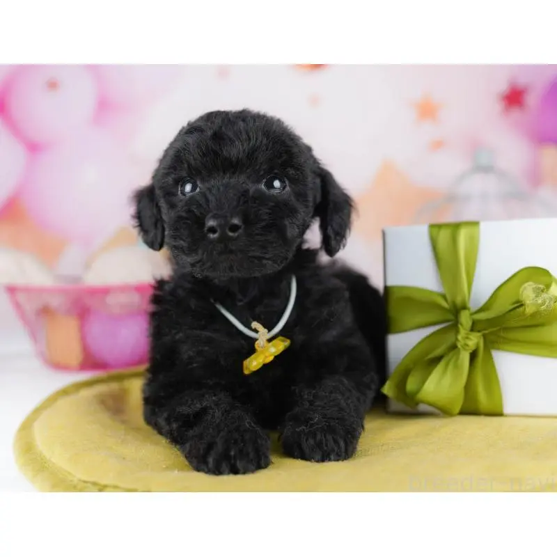 販売中の東京都のトイプードル-456049の3枚目