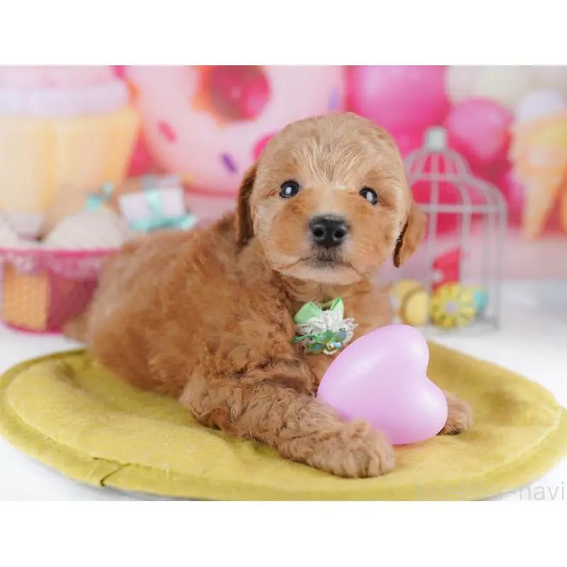 販売中の東京都のトイプードル-456053の7枚目