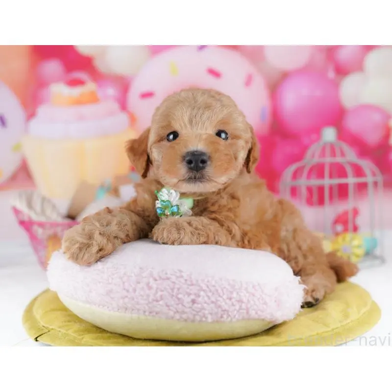 販売中の東京都のトイプードル-456053の6枚目