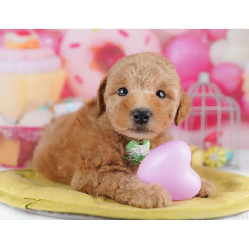 販売中の東京都のトイプードル-456053の5枚目