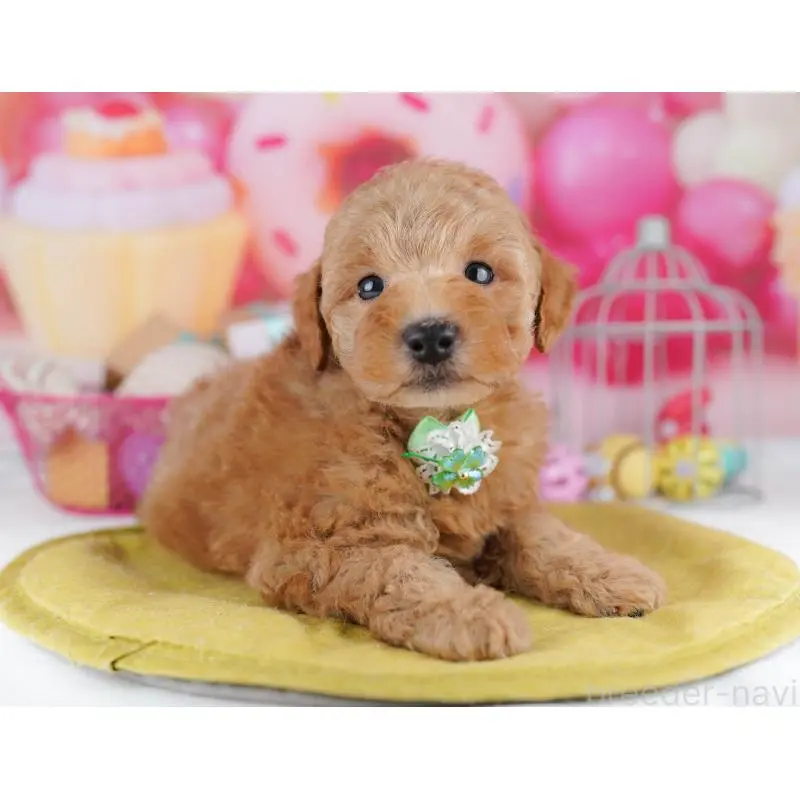 販売中の東京都のトイプードル-456053の3枚目