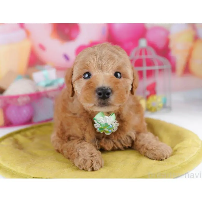 販売中の東京都のトイプードル-456053の2枚目