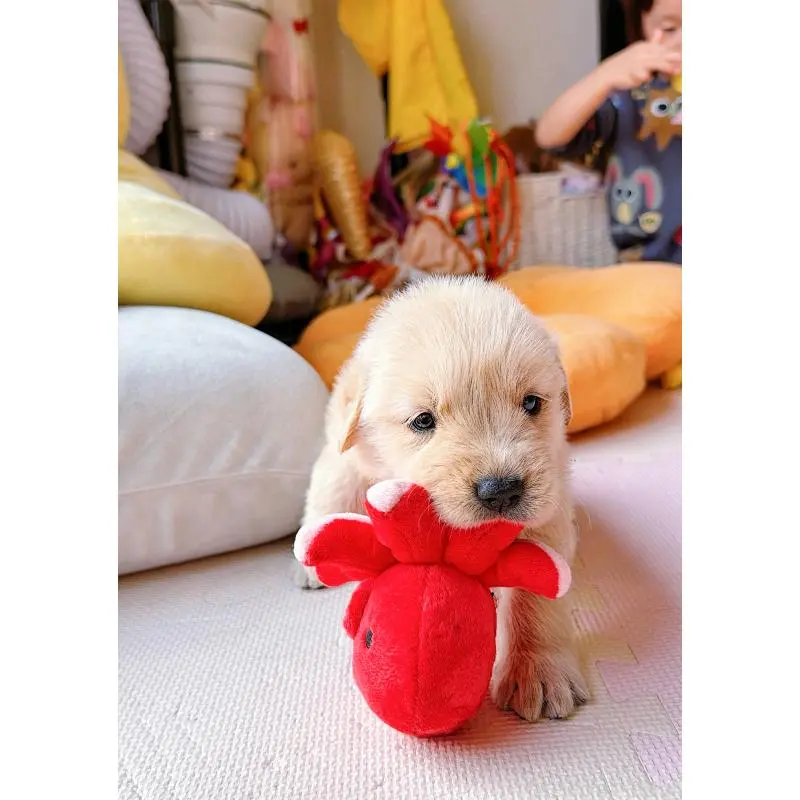 販売中の岐阜県のゴールデンレトリーバー-455508の15枚目