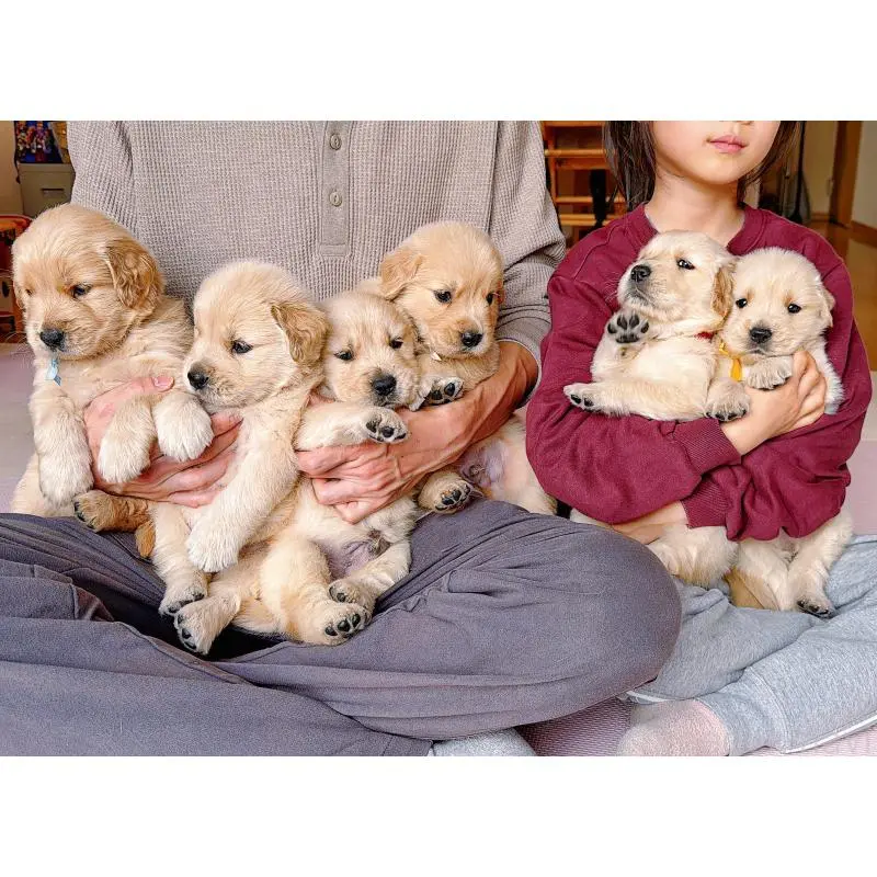 販売中の岐阜県のゴールデンレトリーバー-455508の14枚目