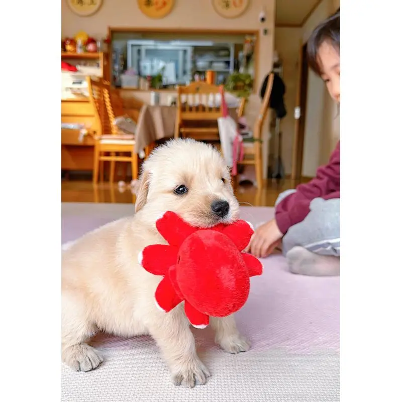 販売中の岐阜県のゴールデンレトリーバー-455508の12枚目