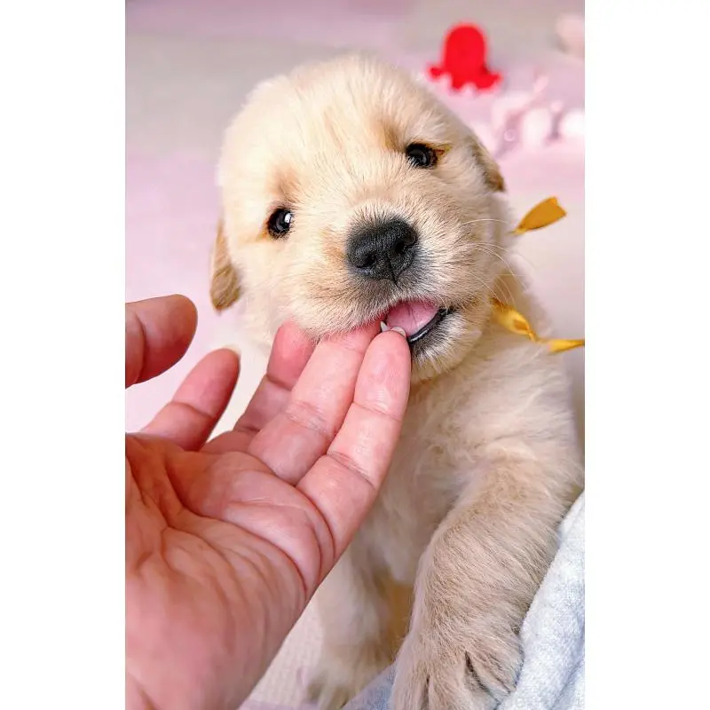 販売中の岐阜県のゴールデンレトリーバー-455508の11枚目