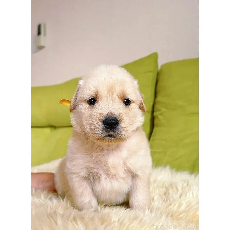 販売中の岐阜県のゴールデンレトリーバー-455508の10枚目