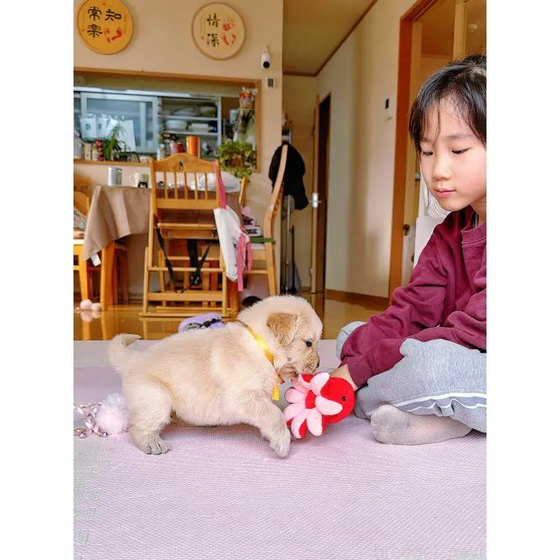 販売中の岐阜県のゴールデンレトリーバー-455508の9枚目