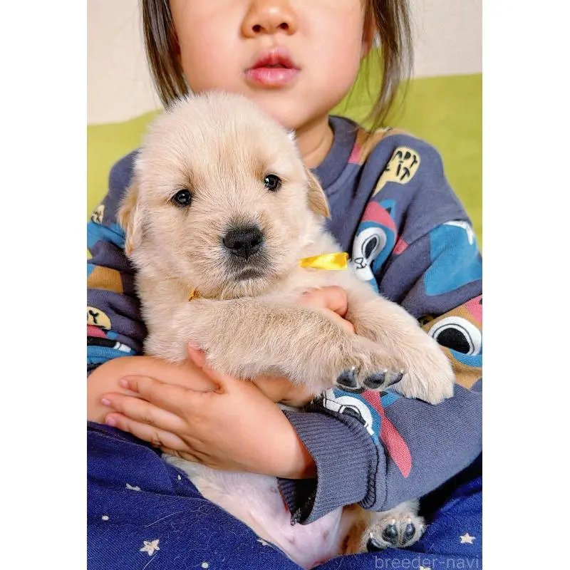 販売中の岐阜県のゴールデンレトリーバー-455508の8枚目