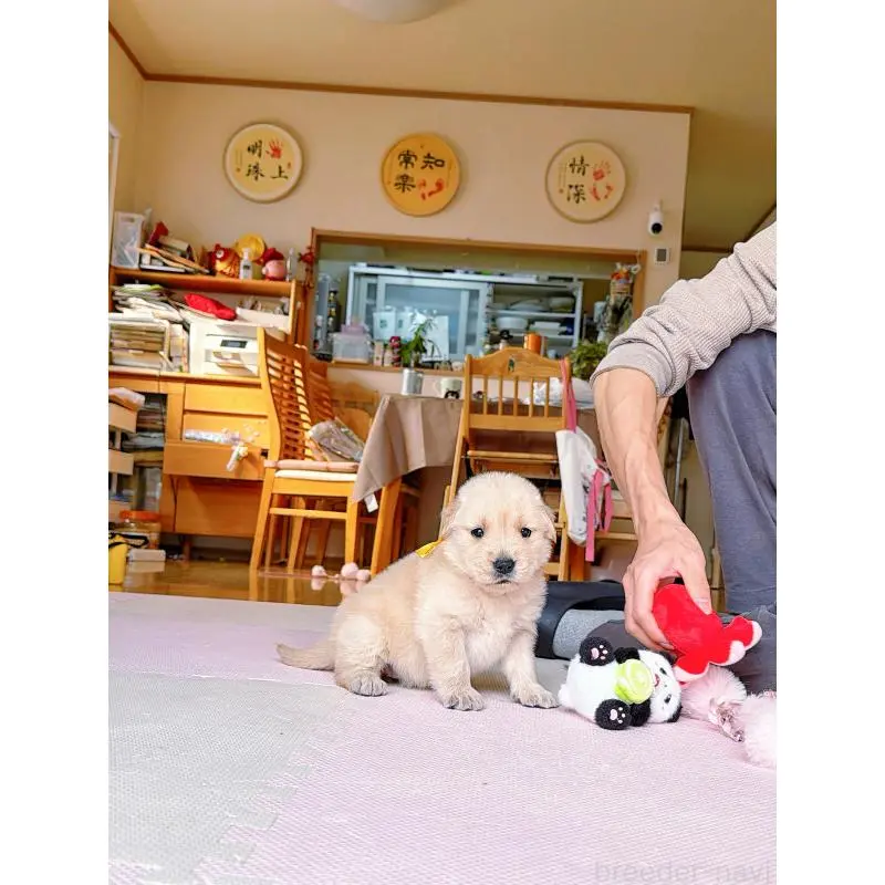 販売中の岐阜県のゴールデンレトリーバー-455508の6枚目