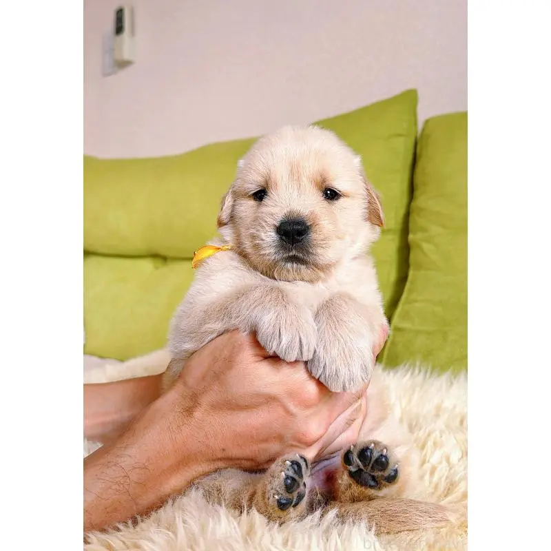 販売中の岐阜県のゴールデンレトリーバー-455508の5枚目