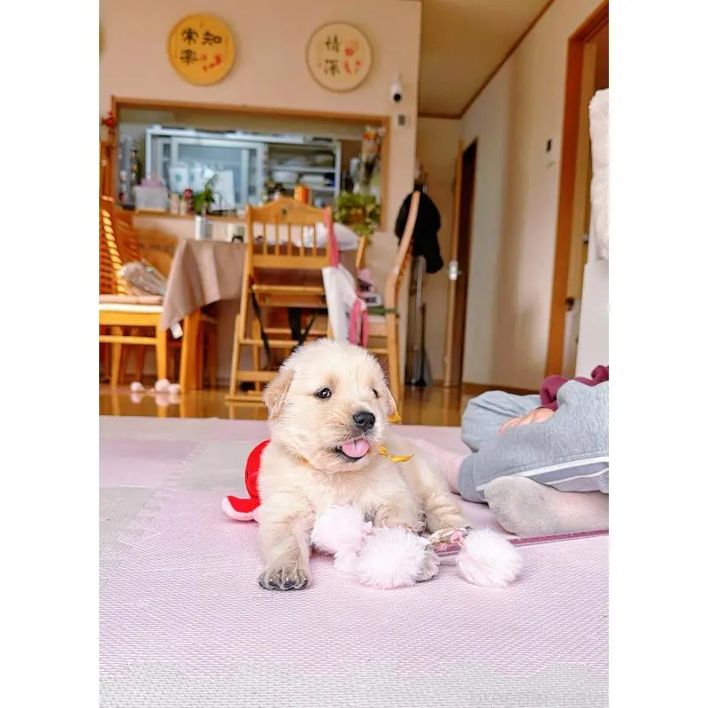 販売中の岐阜県のゴールデンレトリーバー-455508の4枚目