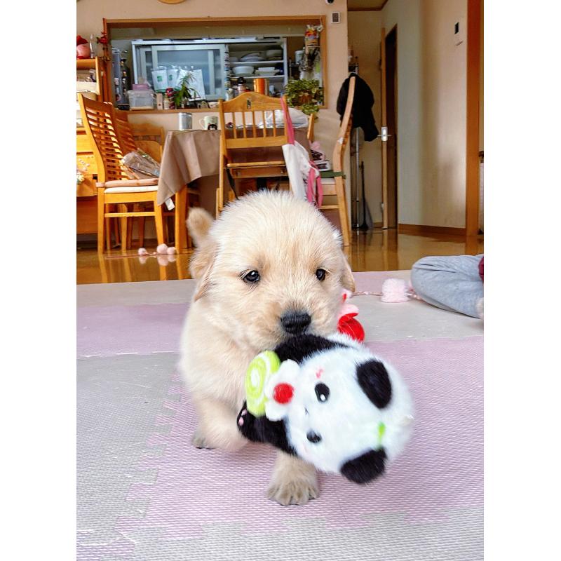 販売中の岐阜県のゴールデンレトリーバー-455508の3枚目