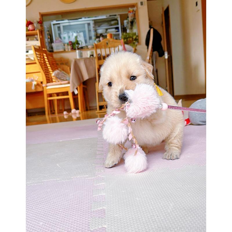 販売中の岐阜県のゴールデンレトリーバー-455508の2枚目