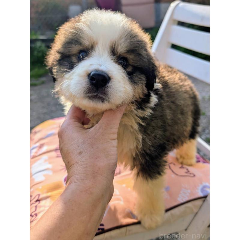 販売中の宮崎県のミックス犬-455507の5枚目