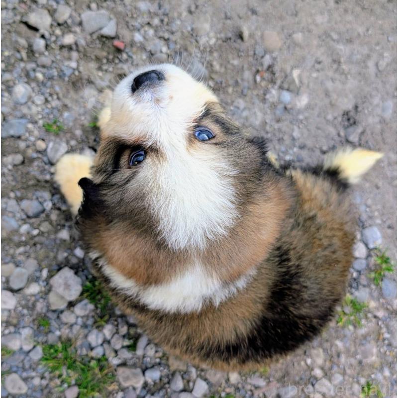 販売中の宮崎県のミックス犬-455507の3枚目