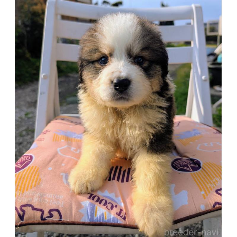 販売中の宮崎県のミックス犬-455507の2枚目