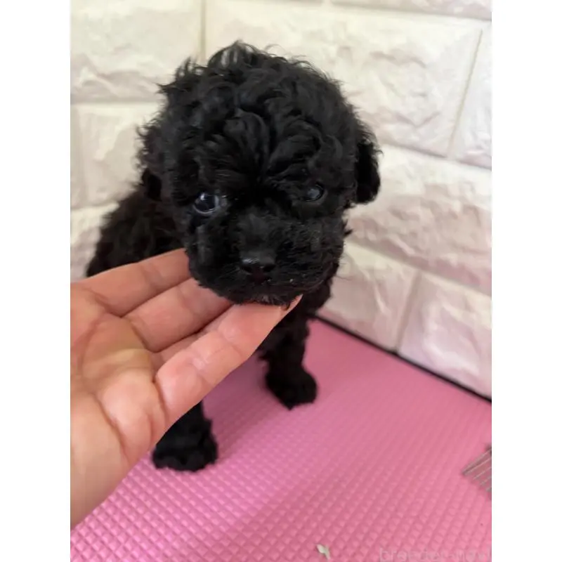 販売中の熊本県のティーカッププードル-455512の3枚目