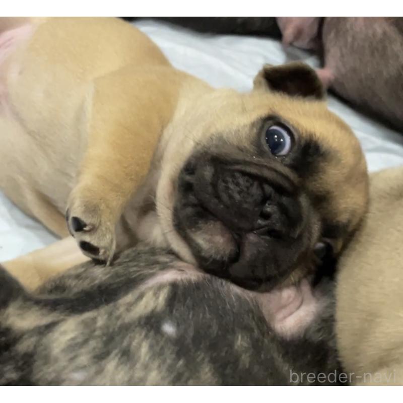 販売中の山口県のフレンチブルドッグ-455510の4枚目